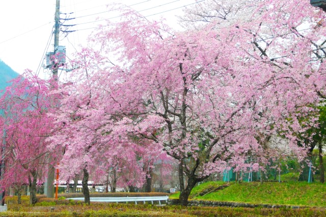 鬼怒川公園のシダレザクラ